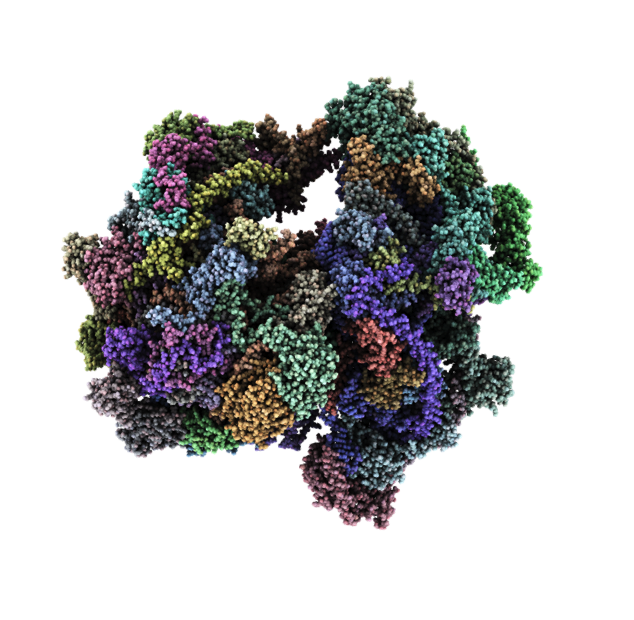 Structure of the human mitochondrial ribosome