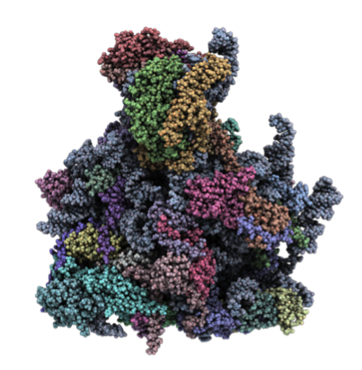 Structure of the large subunit of the yeast mitochondrial ribosome