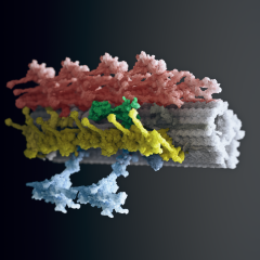 Structure of a fully decorated doublet microtubule